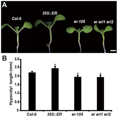 ERECTA Regulates Cell Elongation by Activating Auxin Biosynthesis in Arabidopsis thaliana